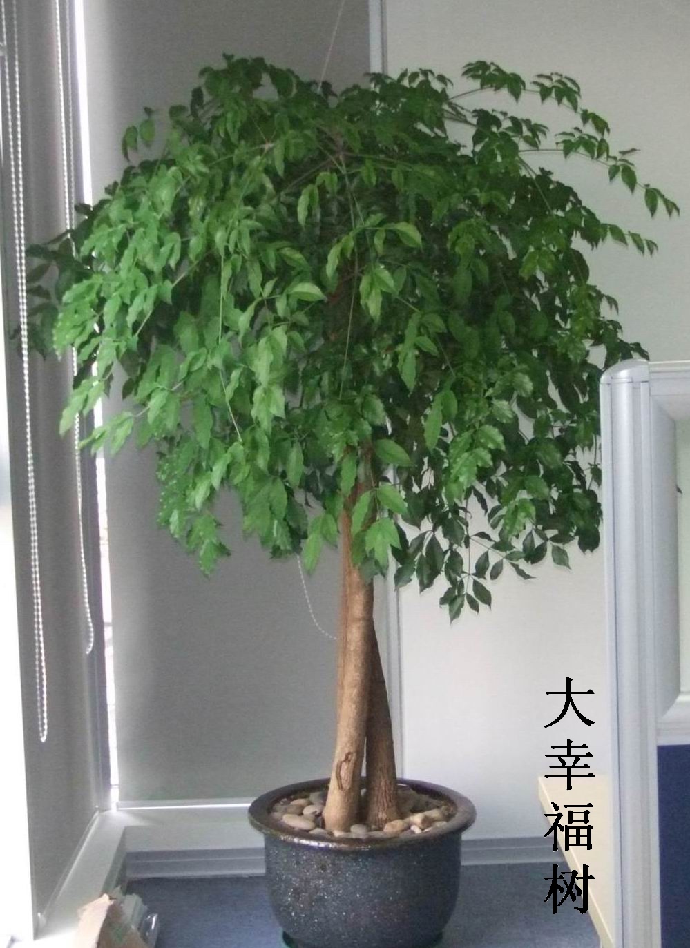 幸福树-租观叶植物 
