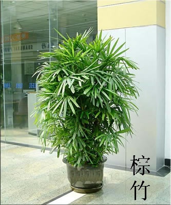 棕竹-钱江新城办公室绿化装饰