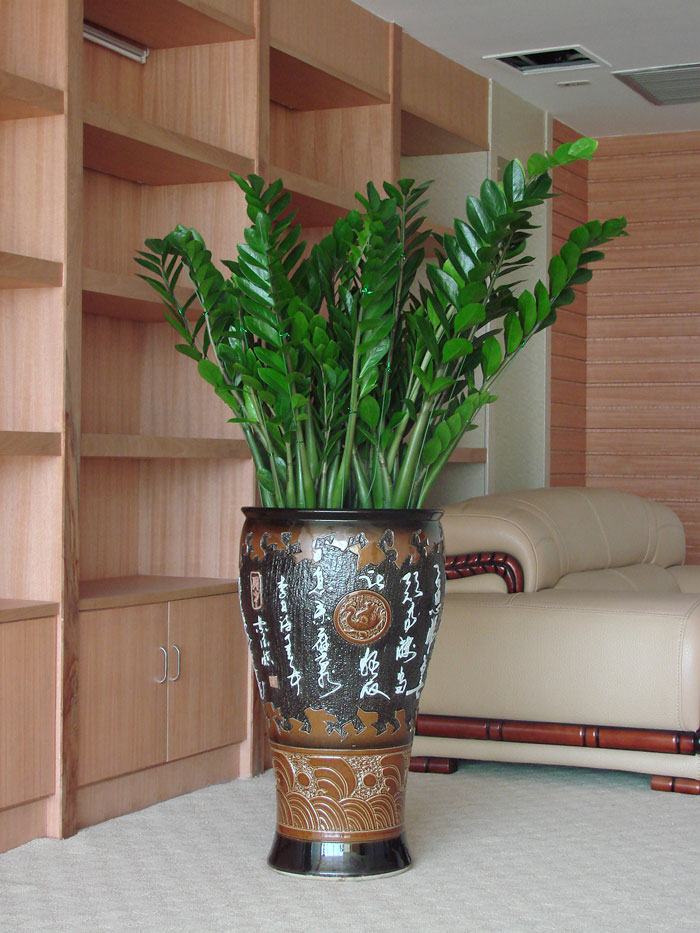 金钱树-杭州绿色植物租赁-花卉租赁 