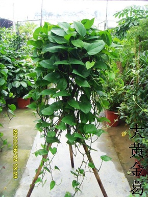 大吊罗-杭州租绿植