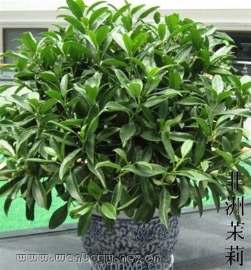 非洲茉莉-滨江办公室花木租摆