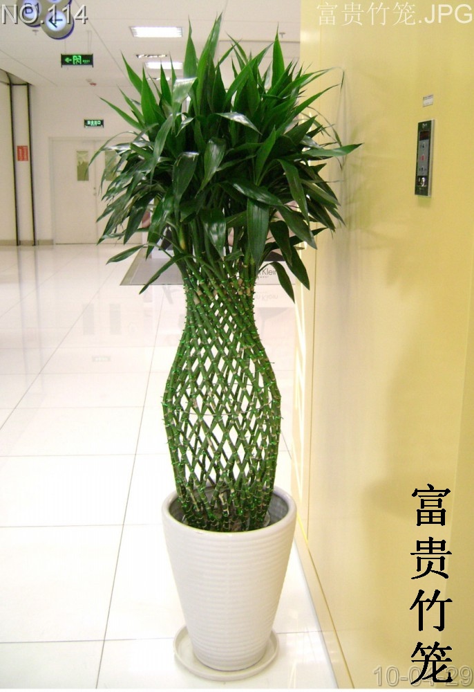 富贵竹笼-滨江办公室植物出租 