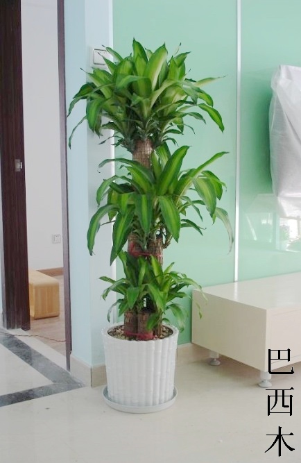 巴西木-办公室盆景出租|植物出售公司 