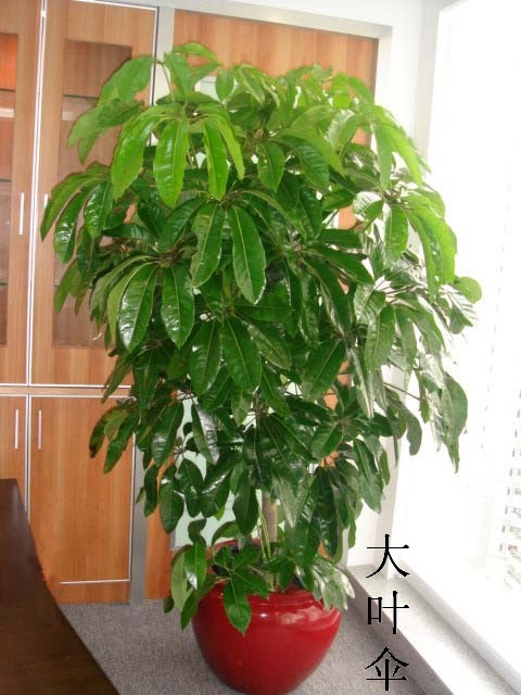 大叶伞-杭州租植物