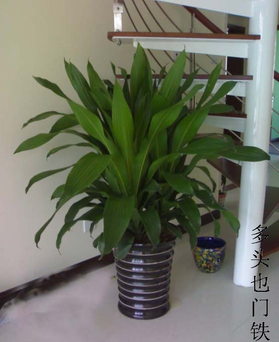 多头也门铁-杭州租植物