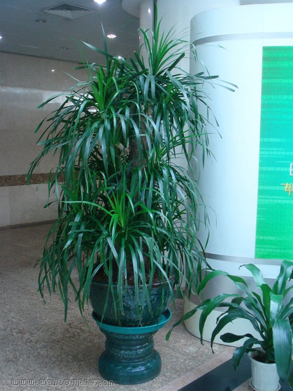 龙须树-滨江绿植租赁