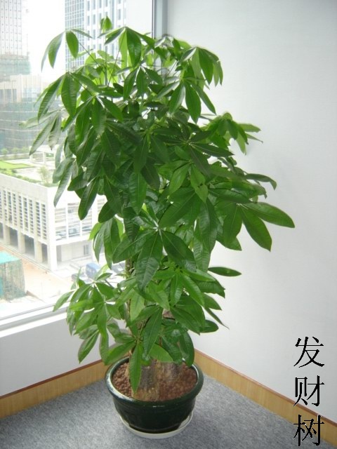 发财树-杭州盆景出售 