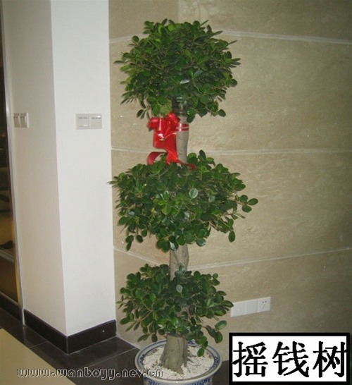 摇钱榕-钱江新城盆景租赁 