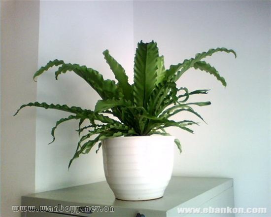 鸟巢蕨-九堡办公室观叶植物租摆