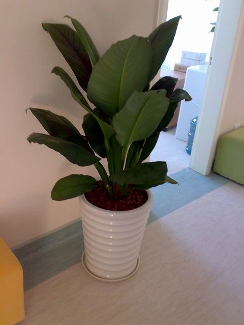 绿霸王-九堡出租盆景 