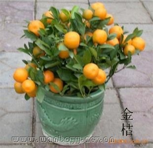 金桔-九堡室内观果花卉出售 