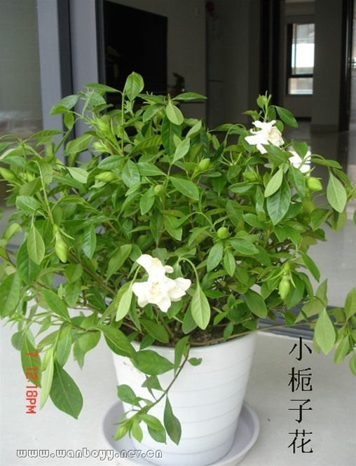 栀子花-九堡室内盆景租摆 