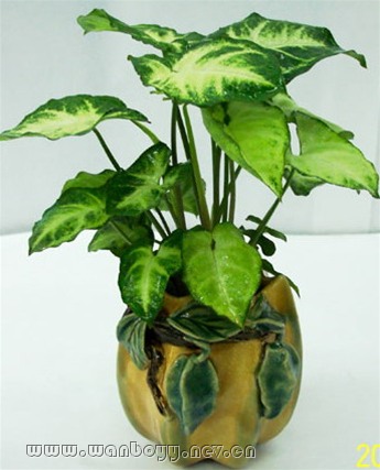 蓝精灵-下沙绿植租赁公司 