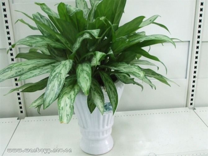 银皇后-杭州厂房盆景租赁