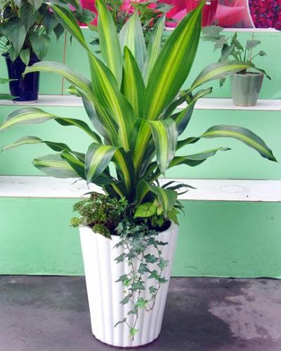 金边也门铁-花木租赁/绿化租赁 