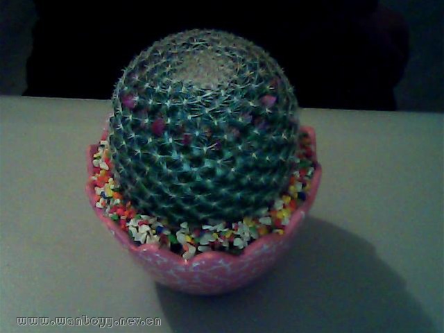 开花仙人球-下沙盆景租赁公司