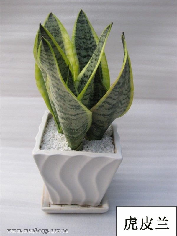 虎皮兰-乔司盆景租摆-花卉租赁