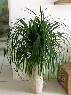 龙须树-九堡月租植物 