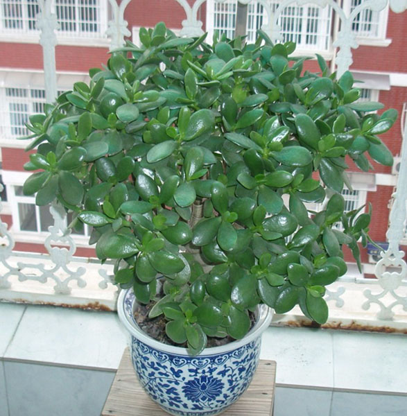 玉树-杭州绿植出租 