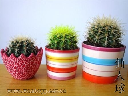 仙人球-下沙植物出租公司