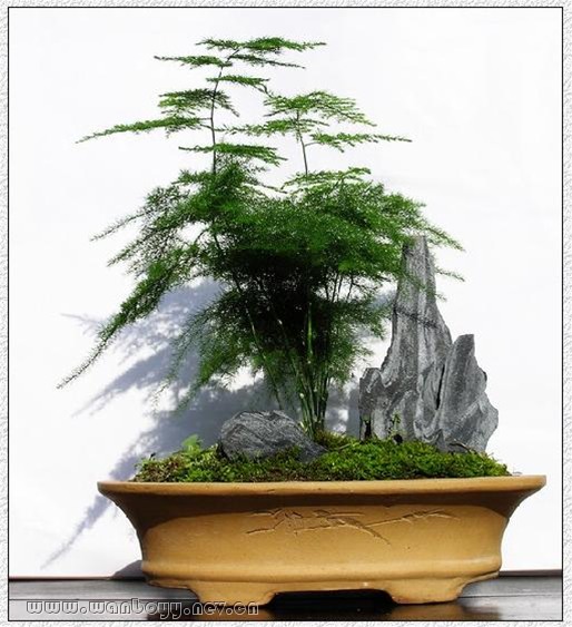 文竹-办公室文竹出租