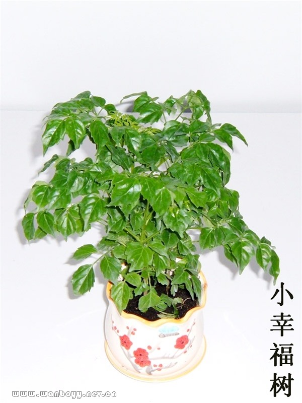 幸福树-九堡办公室观叶植物出售 