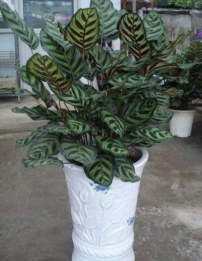 孔雀竹芋-杭州家庭绿化出租