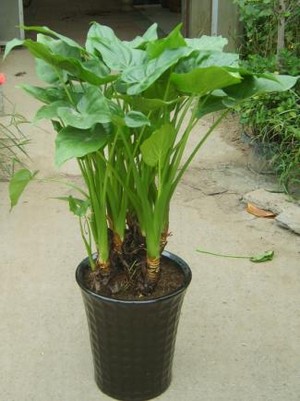 千手观音-下沙盆景租售 