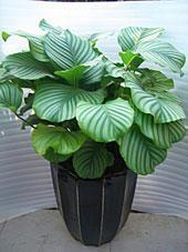 青苹果-杭州植物出售公司 