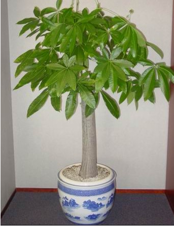 发财树-室内植物出租-室内植物租售