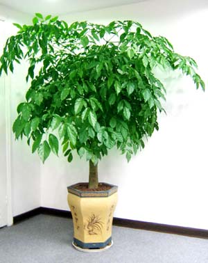 幸福树-室内花卉租摆-室内花卉出租