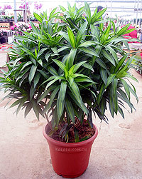 非洲茉莉-杭州非洲茉莉出租 