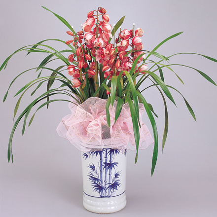 大花蕙兰-杭州市区办公室绿植租赁 