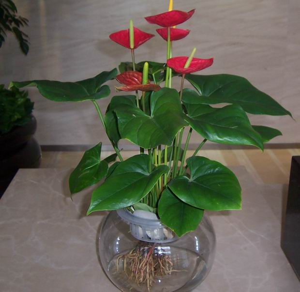 水养红掌-杭州花卉出租，杭州绿植租赁