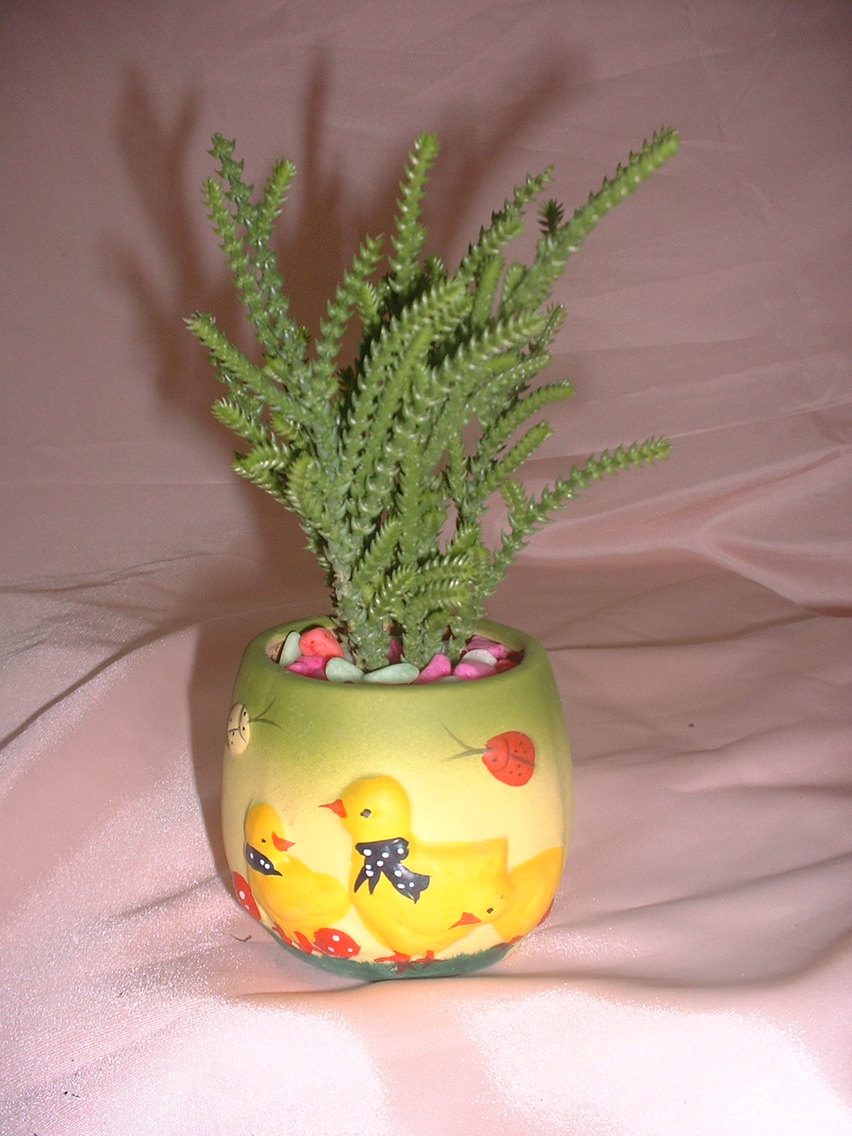 小芦荟-滨江花草租赁