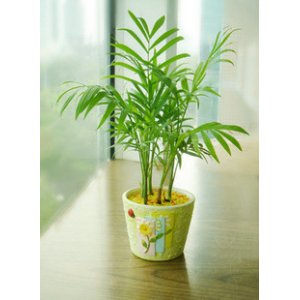 迷你袖珍-杭州租赁花草