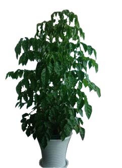 绿宝-杭州室内植物出售 