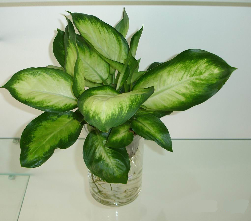 水培玛丽安-杭州植物租赁