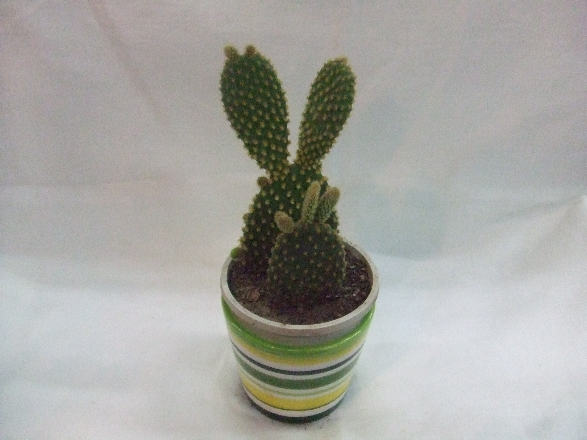 卡通乒乓掌-杭州花卉租摆