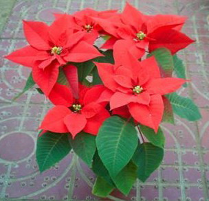 圣诞红-杭州花草租赁