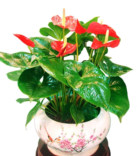 红掌-乔司厂房植物租摆，西湖区花卉公司，滨江写字楼花木出租