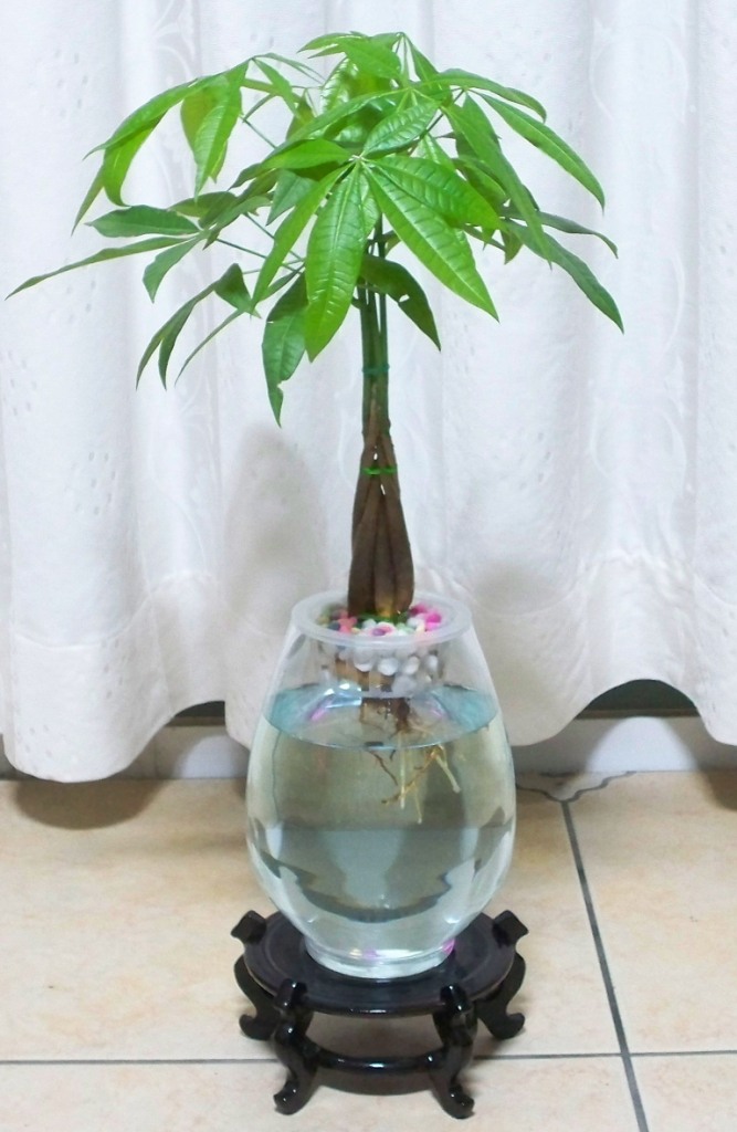 水培发财树-=杭州花卉出租