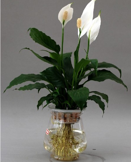 一帆风顺-杭州植物租摆-杭州办公楼绿植租赁-杭州花卉出租-杭州办公楼绿植出租-杭州商务楼花卉租摆