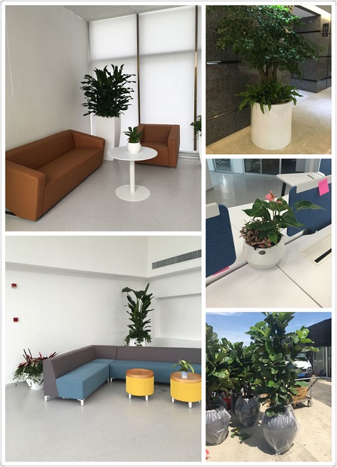 某外企绿植效果
